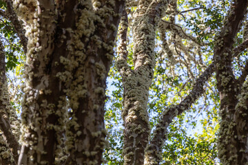 flowers of jabuticaba on a branch