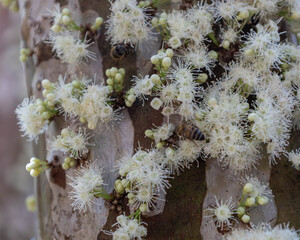 jabuticaba flowers with bees on the branch