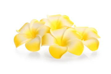 Fotobehang Plumeria Many beautiful yellow plumeria flowers on white background  © Pixel-Shot