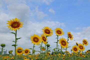日本　埼玉のひまわり