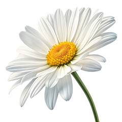 Stunning White Daisy Bloom Botanical Photography Floral Macro Nature Closeup transparent PNG illustration