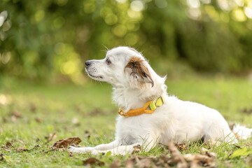 Cute small crossbreed dog wearing a yellow collar relaxing outdoors in the garden