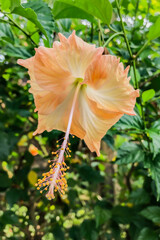 Fototapeta premium Macro shot of an Orange hibiscus flower blooming in a garden with green leaves in the background. ecology, and natural beauty, representing the importance of tropical plants in the environment.