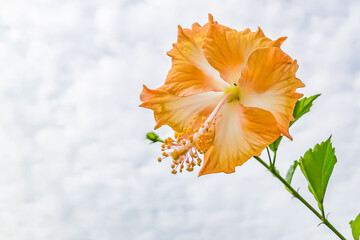 Macro shot of an Orange hibiscus flower blooming in a garden with green leaves in the background. ecology, and natural beauty, representing the importance of tropical plants in the environment.
