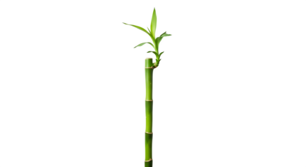 A fresh green bamboo plant shoot isolated on transparent background, showcasing its natural growth and botanical details in a tropical style