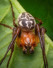 Macrophotography of a Furrow Orb Spider (Larinioides cornutus) on a green leaf in nature.