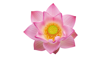 Beautiful pink lotus flower isolated on transparent background, perfect for zen, meditation, spa, or yogathemed designs