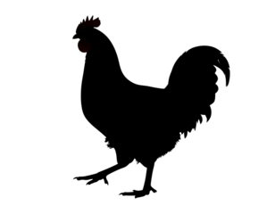  Cochin Hen Silhouette with Fluffy Plumage and Raised Foot, Stylized Pose, Isolated on Transparent Background PNG