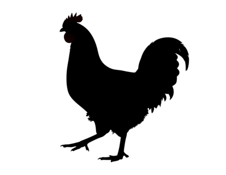 Cochin Hen Silhouette with Fluffy Plumage and Raised Foot, Stylized Pose, Isolated on Transparent Background PNG