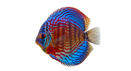 Striking discus fish with vibrant blue and red patterns swimming in dark water