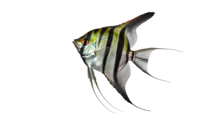 Majestic angelfish swimming gracefully in a dark aquarium showcasing its beauty