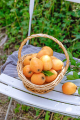 Fresh Loquat Fruits from Miyi Sichuan in Wicker Basket on Garden Table