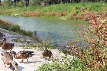 wild ducks on the sand among meadow flowers and grass on the shore of a beautiful green lake