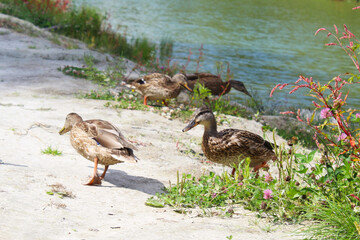 wild ducks on the sand among meadow flowers and grass on the shore of a beautiful green lake