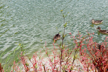 wild ducks on green water in the lake