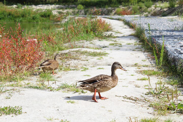  wild ducks on the sand among meadow flowers and grass on the shore of a beautiful green lake