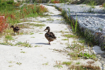  wild ducks on the sand among meadow flowers and grass on the shore of a beautiful green lake