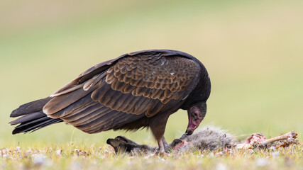 Turkey Vulture eating Raccoon carrion