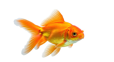 Vibrant goldfish swimming gracefully against a stark black studio background view