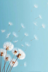 Delicate dandelion seeds carried by the wind against a soft blue sky creating a feeling of lightness and freedom