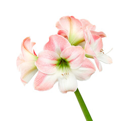 Hippeastrum or Amaryllis flowers ,Pink amaryllis flowers isolated on white background, with clipping path