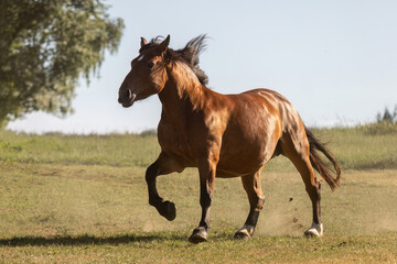 Fototapeta premium South German draft mares showing power and freedom on a sunny pasture