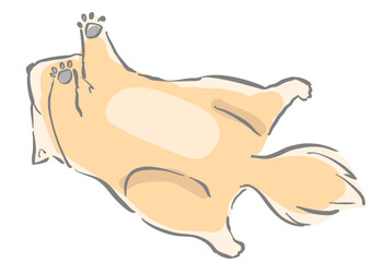 お腹を見せて寝る犬