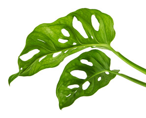 Monstera obliqua leaves, Tropical foliage isolated on white background, with clipping path © DEWINs