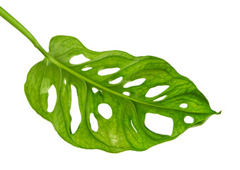 Monstera obliqua leaves, Tropical foliage isolated on white background, with clipping path © DEWINs