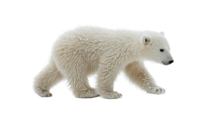 Fototapeta premium Polar bear cub walking with tiny steps captured isolated on a Transparent background, PNG file.