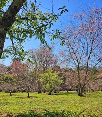 A lush spring scene with cherry blossoms against a clear blue sky. The image portrays a tranquil...