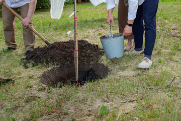 Young people work planting young trees in the park