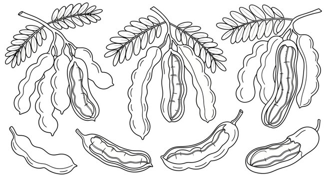 Fresh Cartoon Tamarind Pods and Leaves, Whole and Opened, Isolated White Background for Coloring Book
