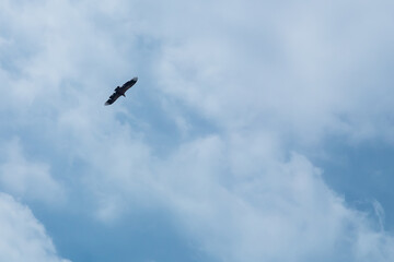 High in the blue sky with white cirrus clouds, an eagle soars majestic