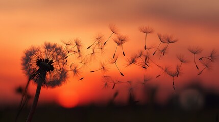 Fototapeta premium Dandelion Seeds Floating Against a Colorful Sunset Sky