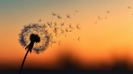 Fototapeta premium Dandelion Seeds Floating Against a Beautiful Sunset Sky