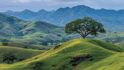 Obraz premium Rolling green hills and a lone tree
