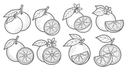 Fresh Oranges, Whole and Sliced, with Leaves and Flowers, Isolated White Background for Coloring
