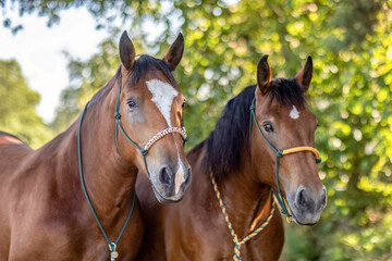 Fototapeta premium South German draft horse mares standing together as a traditional team in nature