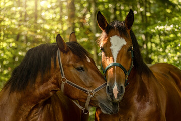 Obraz premium South German draft horse mares standing together as a traditional team in nature