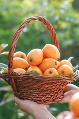 Fresh Loquat Fruit Harvest in Wicker Basket - Miyi Panzhihua Alpine Agriculture