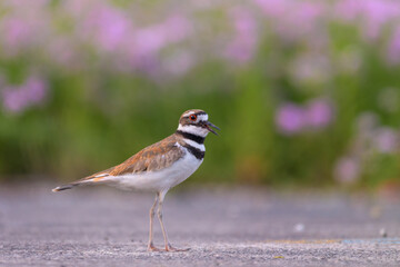 Killdeer