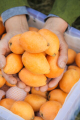 Fresh Loquat Fruits Held in Hands - Yunnan Takayama Direct Farm Supply
