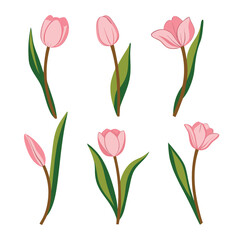 Pink tulips with green leaves vector illustration flowers