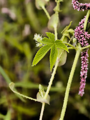 Close up of Japanese brewing hop leaf