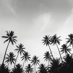 Flat horizon line of coconut treetops forming a clean dark silhouette against huge pale sky