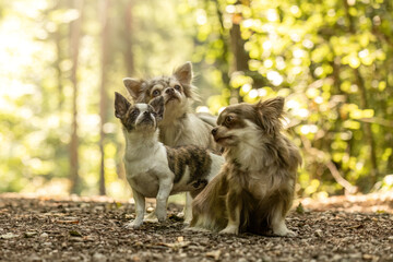 Three Chihuahuas standing together on a forest path during a sunny day