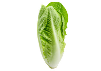 Fresh single Romaine or cos lettuce isolated on transparent or white background