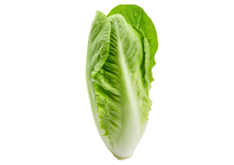 Fresh single Romaine or cos lettuce isolated on transparent or white background