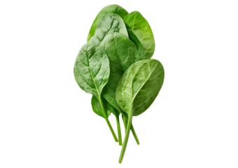 Fresh spinach leaves isolated on transparent or white background